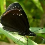 image of animal