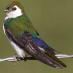 image of bird