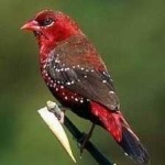 image of strawberry_finch #34