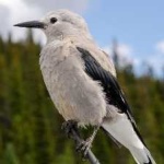 image of bird