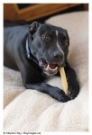 image of labrador_retriever