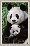 image of giant_panda