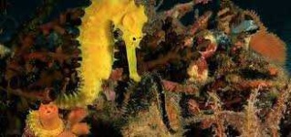 image of seahorse #13