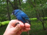 image of indigo_bunting