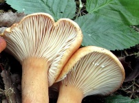 image of mushrooms