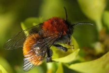 image of bee