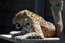 image of jaguar_car