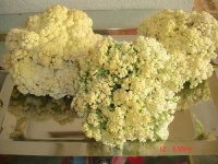 image of cauliflower