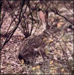 image of hare