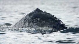 image of grey_whale