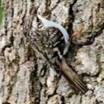 image of bird