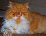 image of animal