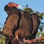 image of bird