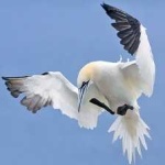 image of bird