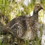 image of bird