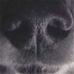 image of dog_nose