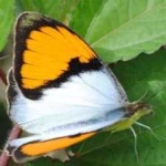 image of animal