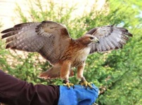 image of hawk