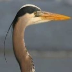 image of blue_heron #15