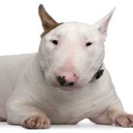 image of bull_terrier #8