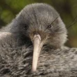 image of bird_kiwi #57