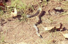 image of rock_python