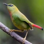 image of bird