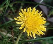 image of flower