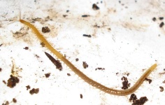 image of animal