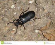 image of animal