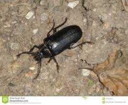 image of beetle #51