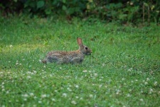image of wood_rabbit