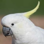 image of bird
