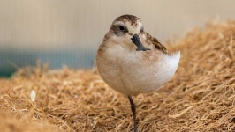 image of sandpiper #50