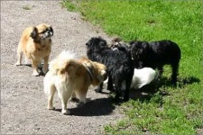 image of affenpinscher