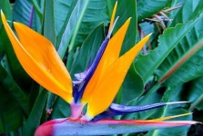 image of bird_of_paradise_flower #9