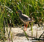 image of redshank