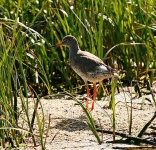 image of redshank #8