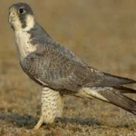 image of bird