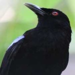 image of bird