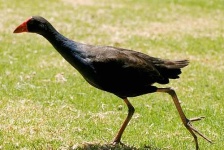 image of european_gallinule