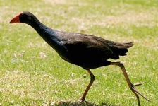 image of european_gallinule #8