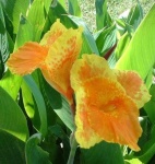 image of flower