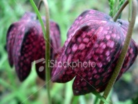 image of flower