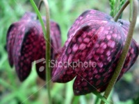 image of fritillary #31