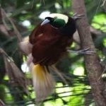 image of bird