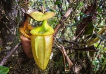 image of tropical_forest
