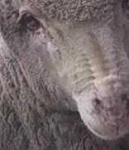 image of animal