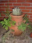 image of pot
