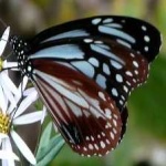 image of animal